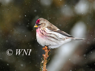 Common Redpoll (Acanthis flammea)